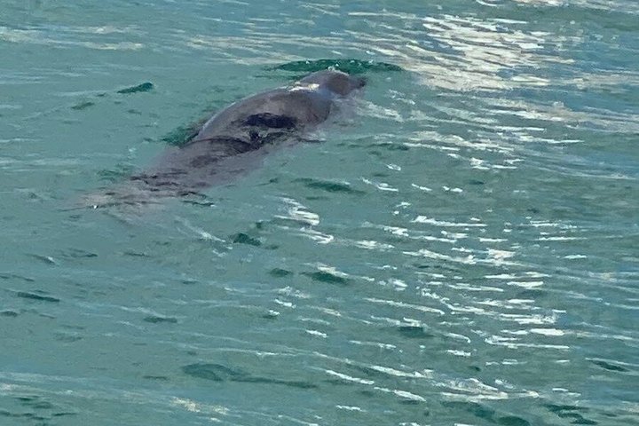 Nyd et afslappende dagkrydstogt til Blue Lagoon og Turtle Cove fra Ayia Napa, Cypern, med svømning og frokost, foto 34 | wizardtrip