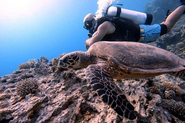 Aventura privada de buceo en el Mar Rojo, Aqaba, Jordania, explorando la vida marina y naufragios, foto 7 | wizardtrip