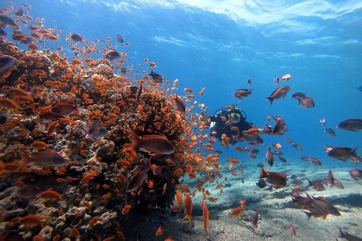 Aventura privada de buceo en el Mar Rojo, Aqaba, Jordania, explorando la vida marina y naufragios, foto 8 | wizardtrip
