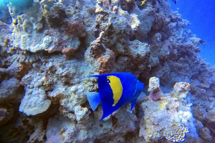 Aventura privada de buceo en el Mar Rojo, Aqaba, Jordania, explorando la vida marina y naufragios, foto 9 | wizardtrip