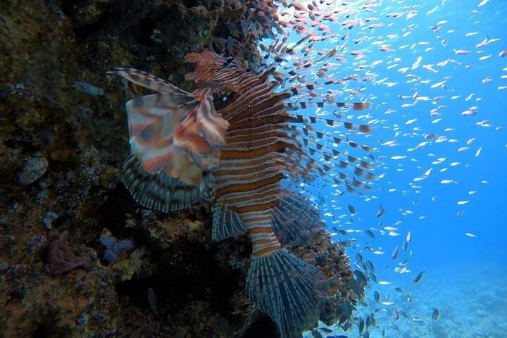 Aventura privada de buceo en el Mar Rojo, Aqaba, Jordania, explorando la vida marina y naufragios, foto 12 | wizardtrip