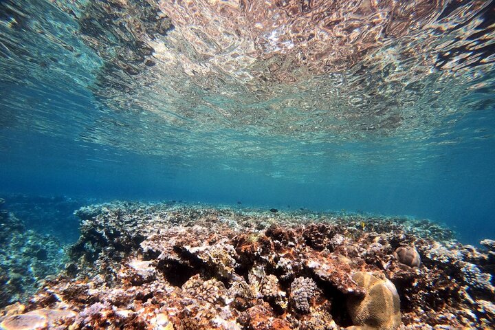 Aventura privada de buceo en el Mar Rojo, Aqaba, Jordania, explorando la vida marina y naufragios, foto 13 | wizardtrip