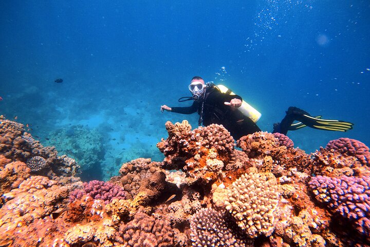 Aventura privada de buceo en el Mar Rojo, Aqaba, Jordania, explorando la vida marina y naufragios, foto 19 | wizardtrip