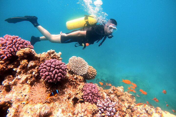 Aventura privada de buceo en el Mar Rojo, Aqaba, Jordania, explorando la vida marina y naufragios, foto 24 | wizardtrip