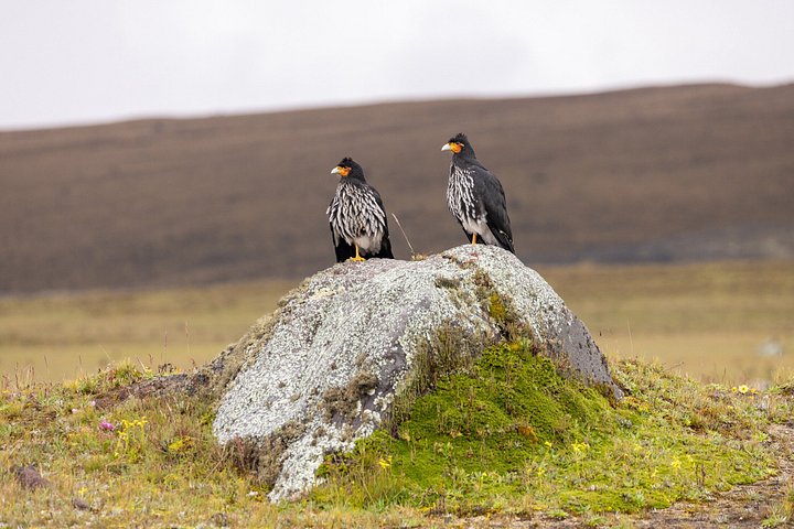 Ausritt und Wanderung im Cotopaxi-Nationalpark, Ecuador, Foto 9 | wizardtrip