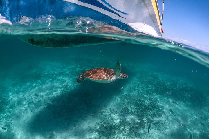 Esplora rovine Maya, nuota in un cenote e fai snorkeling con tartarughe marine in un tour di un'intera giornata da Playa del Carmen, foto 8 | wizardtrip