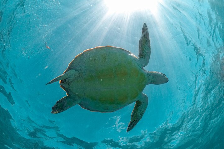 Esplora rovine Maya, nuota in un cenote e fai snorkeling con tartarughe marine in un tour di un'intera giornata da Playa del Carmen, foto 9 | wizardtrip