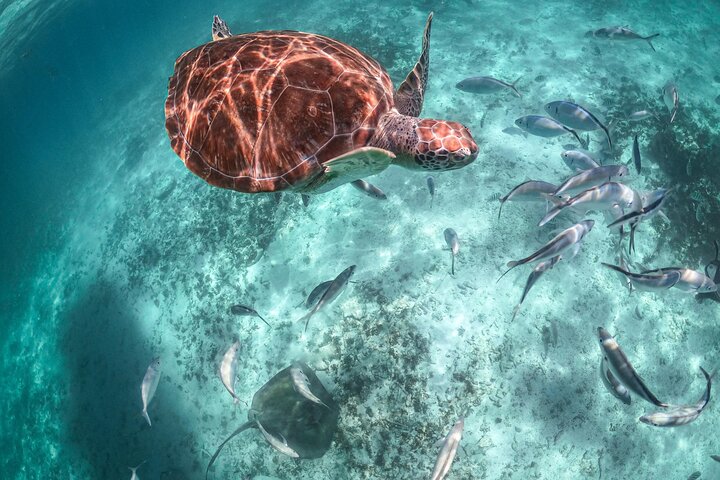 Esplora rovine Maya, nuota in un cenote e fai snorkeling con tartarughe marine in un tour di un'intera giornata da Playa del Carmen, foto 10 | wizardtrip