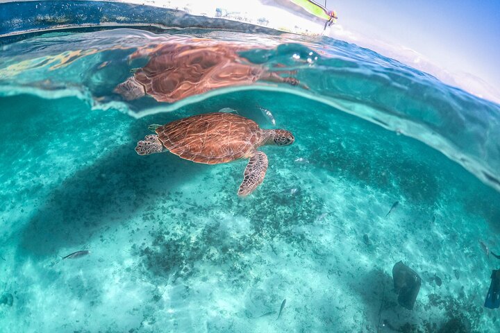 Esplora rovine Maya, nuota in un cenote e fai snorkeling con tartarughe marine in un tour di un'intera giornata da Playa del Carmen, foto 11 | wizardtrip