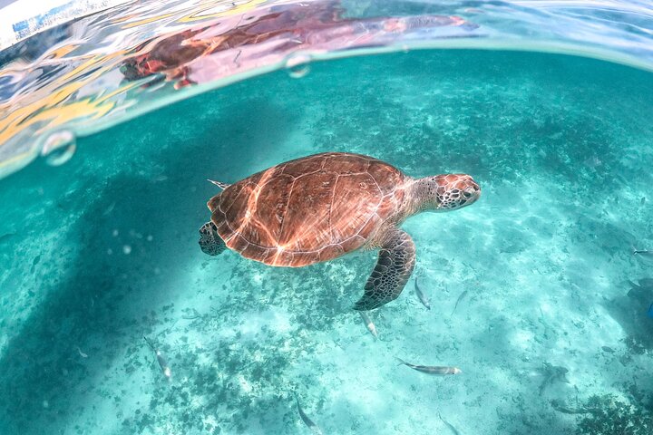 Esplora rovine Maya, nuota in un cenote e fai snorkeling con tartarughe marine in un tour di un'intera giornata da Playa del Carmen, foto 12 | wizardtrip