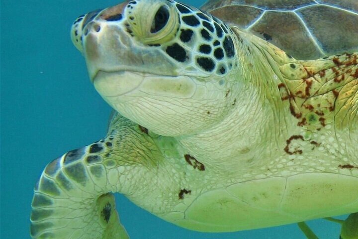 Esplora rovine Maya, nuota in un cenote e fai snorkeling con tartarughe marine in un tour di un'intera giornata da Playa del Carmen, foto 15 | wizardtrip
