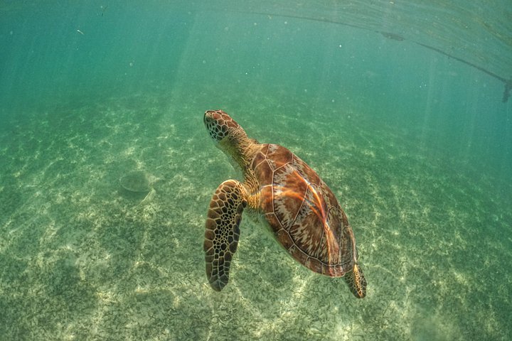 Esplora rovine Maya, nuota in un cenote e fai snorkeling con tartarughe marine in un tour di un'intera giornata da Playa del Carmen, foto 16 | wizardtrip