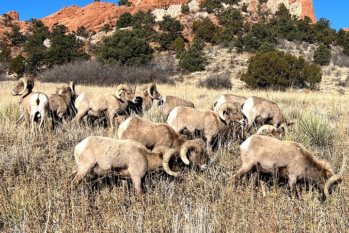 Tour panoramico in Jeep attraverso Garden of the Gods, Manitou Springs e Old Stage Road a Colorado Springs, foto 33 | wizardtrip