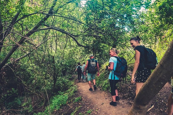 Explore Gran Canaria's rainforest, ravines, and natural pools on a full-day guided tour with tastings, photo 20 | wizardtrip