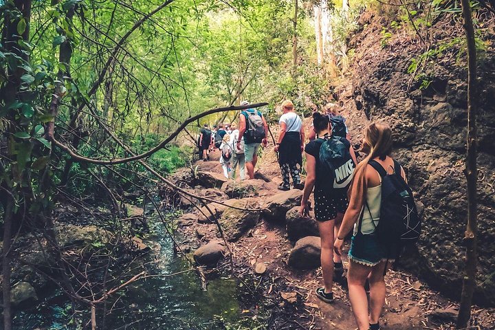 Explore Gran Canaria's rainforest, ravines, and natural pools on a full-day guided tour with tastings, photo 21 | wizardtrip