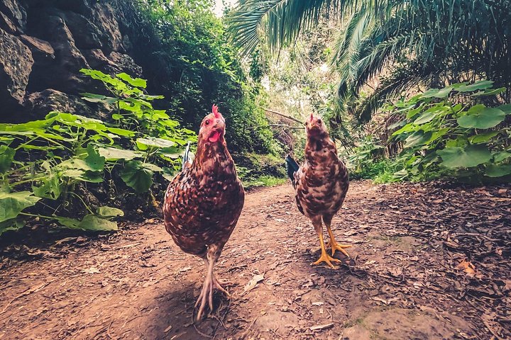 Explore Gran Canaria's rainforest, ravines, and natural pools on a full-day guided tour with tastings, photo 27 | wizardtrip