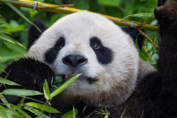 San Diego Zoo 1-dagars pass - valfri dag | wizardtrip