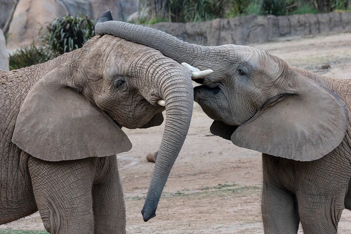 Lo Zoo di San Diego offre una vivace esposizione di animali e piante in un bellissimo parco, foto 6 | wizardtrip