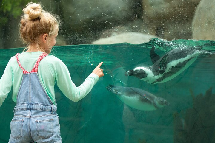 Lo Zoo di San Diego offre una vivace esposizione di animali e piante in un bellissimo parco, foto 8 | wizardtrip