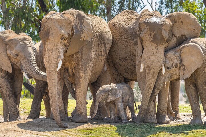 Lo Zoo di San Diego offre una vivace esposizione di animali e piante in un bellissimo parco, foto 9 | wizardtrip