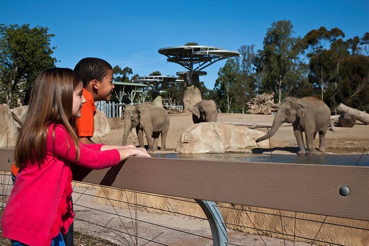Lo Zoo di San Diego offre una vivace esposizione di animali e piante in un bellissimo parco, foto 10 | wizardtrip
