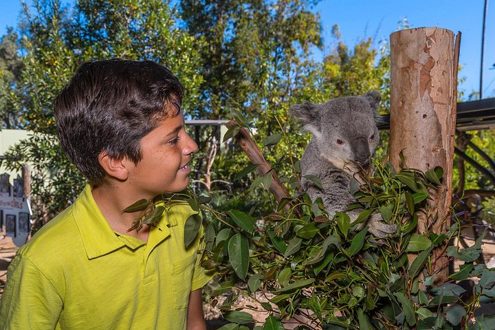 Lo Zoo di San Diego offre una vivace esposizione di animali e piante in un bellissimo parco, foto 11 | wizardtrip