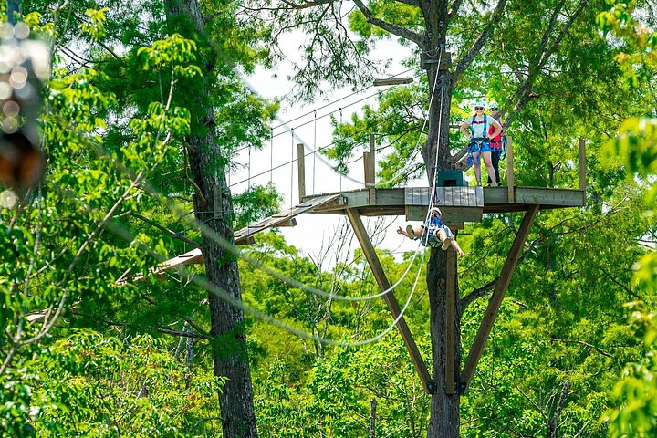 Avventura in zipline nella palude di New Orleans, con vista sulla fauna selvatica e sugli alberi di cipresso, foto 17 | wizardtrip
