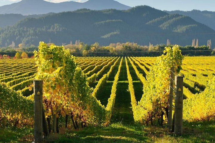 Tour of Georgia's Kakheti wine region, visiting Sighnaghi, Bodbe, and Telavi, photo 6 | wizardtrip