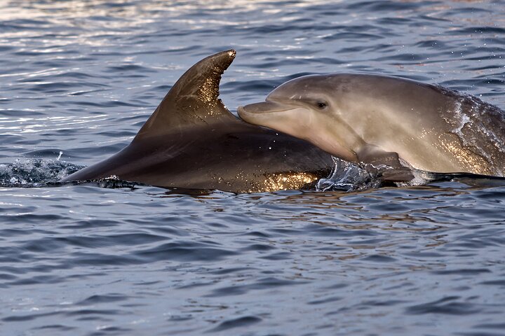 クロアチア、ブリユニ諸島近くのディナーとドリンク付きサンセットドルフィンウォッチングクルーズ、写真13 | wizardtrip