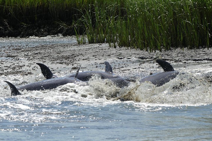 Private Delfinbeobachtungstour auf Hilton Head Island, USA, mit Schwerpunkt auf Meeresleben und Küstenlandschaft, Foto 7 | wizardtrip