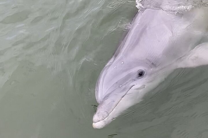 Private Delfinbeobachtungstour auf Hilton Head Island, USA, mit Schwerpunkt auf Meeresleben und Küstenlandschaft, Foto 8 | wizardtrip