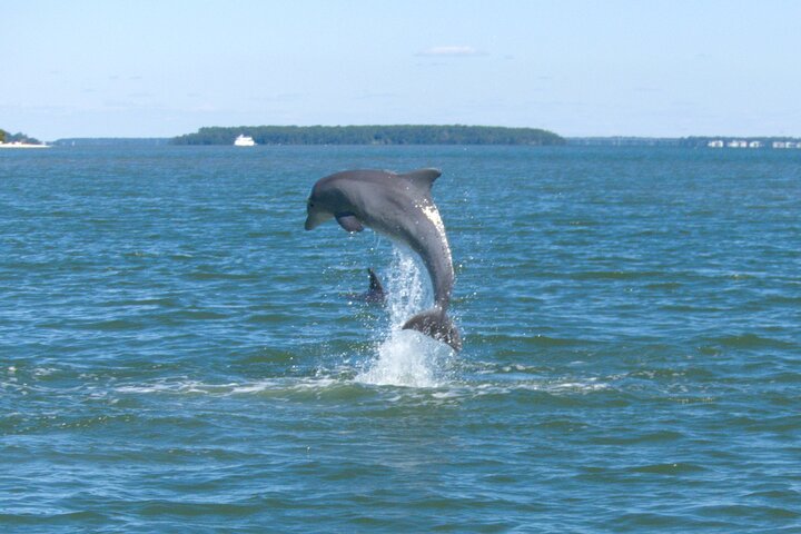 Private Delfinbeobachtungstour auf Hilton Head Island, USA, mit Schwerpunkt auf Meeresleben und Küstenlandschaft, Foto 9 | wizardtrip