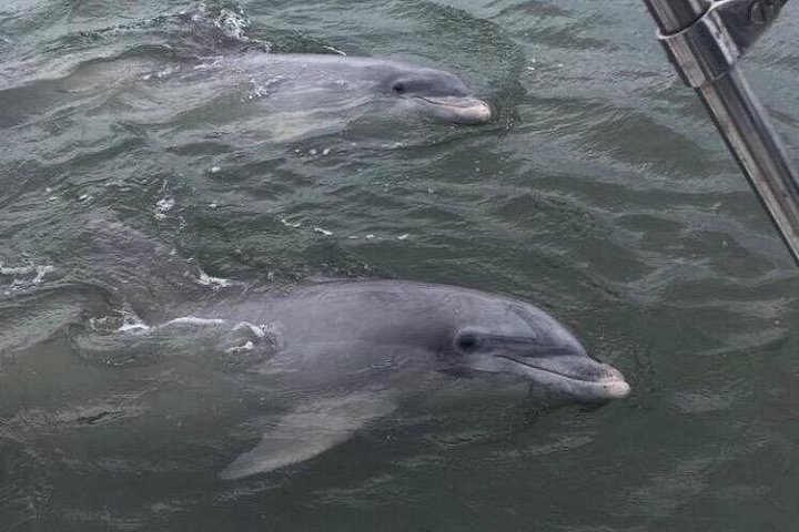 Private Delfinbeobachtungstour auf Hilton Head Island, USA, mit Schwerpunkt auf Meeresleben und Küstenlandschaft, Foto 10 | wizardtrip