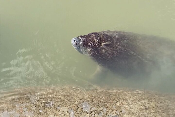 Private Delfinbeobachtungstour auf Hilton Head Island, USA, mit Schwerpunkt auf Meeresleben und Küstenlandschaft, Foto 11 | wizardtrip