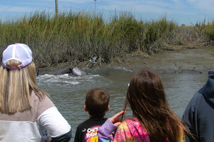 Private Delfinbeobachtungstour auf Hilton Head Island, USA, mit Schwerpunkt auf Meeresleben und Küstenlandschaft, Foto 17 | wizardtrip