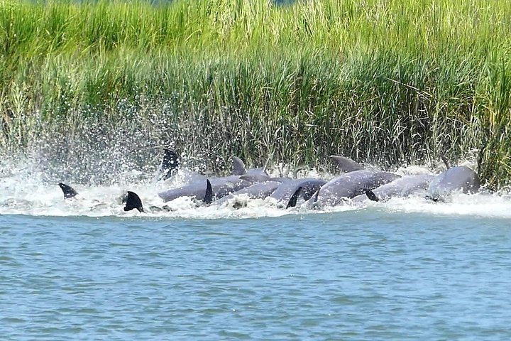 Private Delfinbeobachtungstour auf Hilton Head Island, USA, mit Schwerpunkt auf Meeresleben und Küstenlandschaft, Foto 18 | wizardtrip