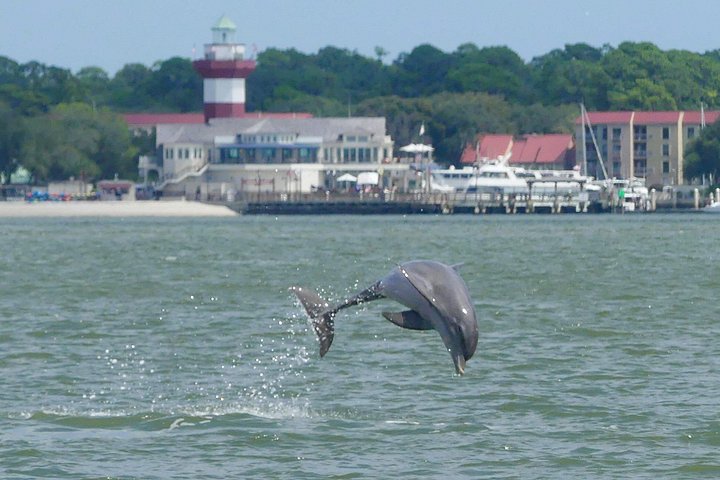 Private Delfinbeobachtungstour auf Hilton Head Island, USA, mit Schwerpunkt auf Meeresleben und Küstenlandschaft, Foto 19 | wizardtrip