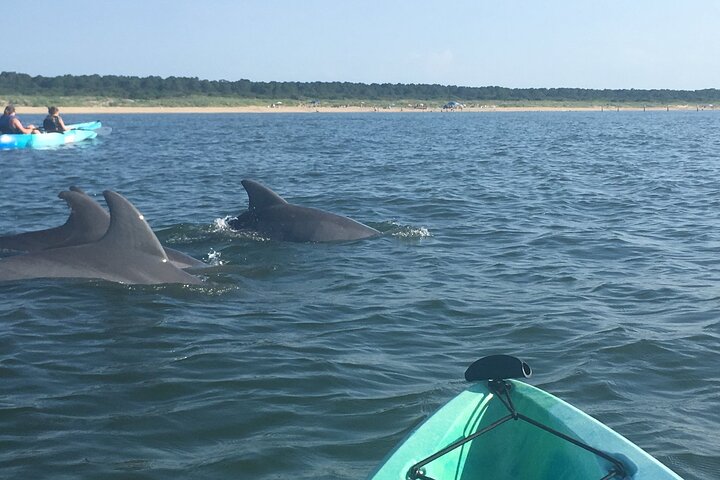 Small Group Dolphin Kayak Eco-Tour | wizardtrip