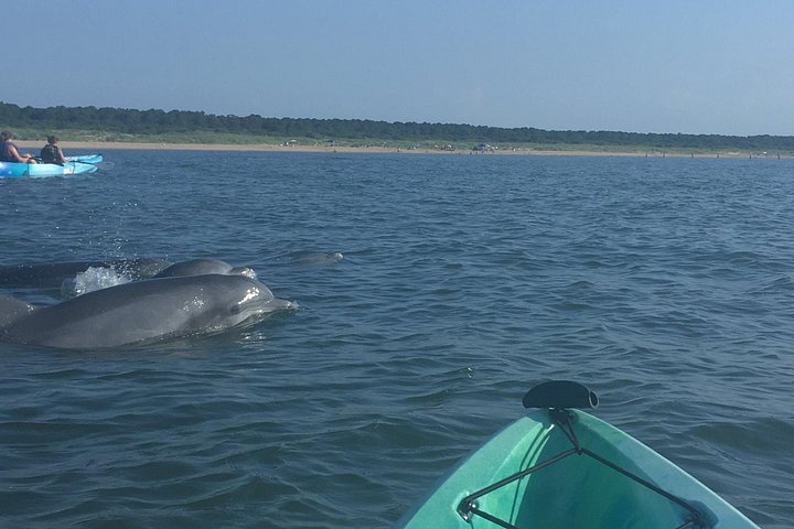 Faites du kayak aux côtés de dauphins à Virginia Beach lors d'un éco-tour guidé, photo 6 | wizardtrip