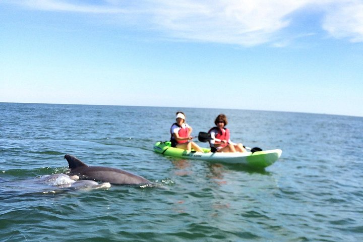 Faites du kayak aux côtés de dauphins à Virginia Beach lors d'un éco-tour guidé, photo 8 | wizardtrip