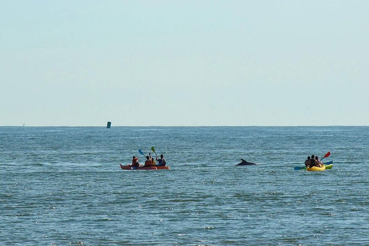 Tour in kayak al tramonto a Virginia Beach con delfini e punti di riferimento, foto 11 | wizardtrip