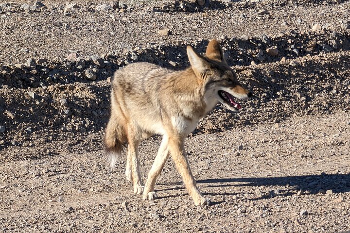 Passeio de um dia em grupo pequeno explorando as paisagens únicas e locais históricos do Parque Nacional Death Valley a partir de Las Vegas, foto 13 | wizardtrip