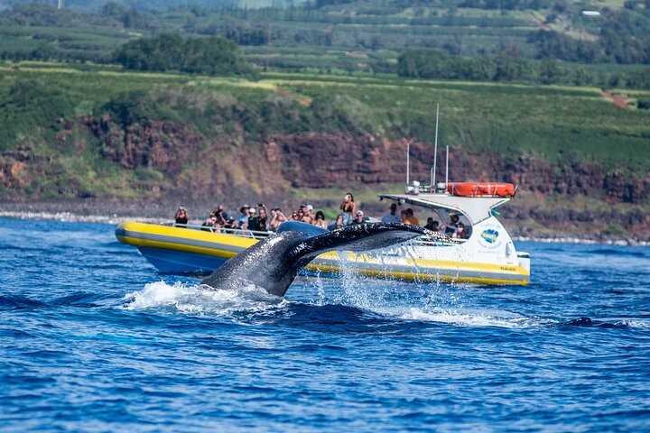 Opplev den fantastiske Na Pali Coast på et spennende raft- og snorkleeventyr på Kauai, foto 20 | wizardtrip