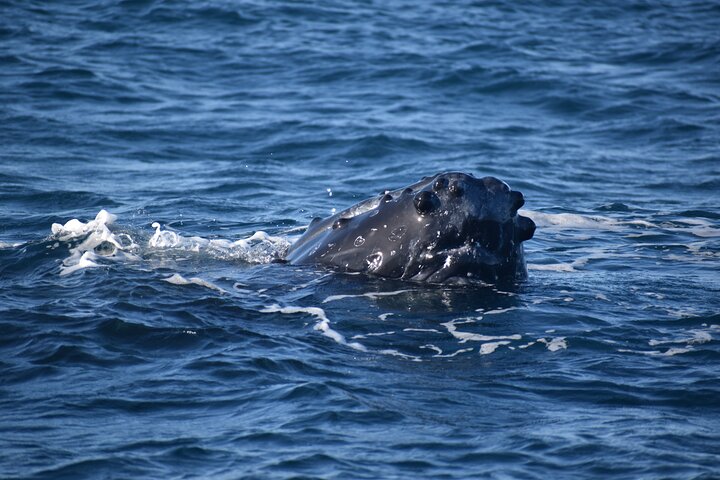 Kauai: Winter Whale Watching Adventure | wizardtrip
