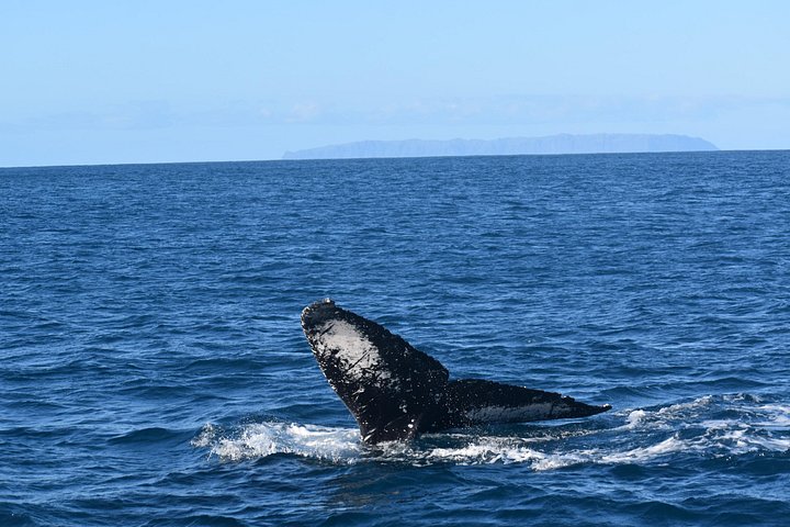 Whale watching adventure on Kauai aboard super rafts, spotting humpback whales, photo 6 | wizardtrip