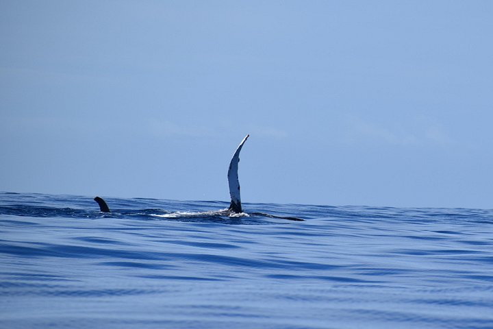 Whale watching adventure on Kauai aboard super rafts, spotting humpback whales, photo 7 | wizardtrip
