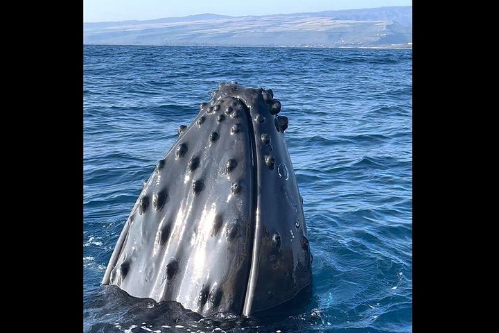 Whale watching adventure on Kauai aboard super rafts, spotting humpback whales, photo 8 | wizardtrip