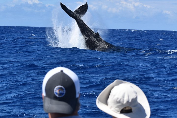 Whale watching adventure on Kauai aboard super rafts, spotting humpback whales, photo 9 | wizardtrip