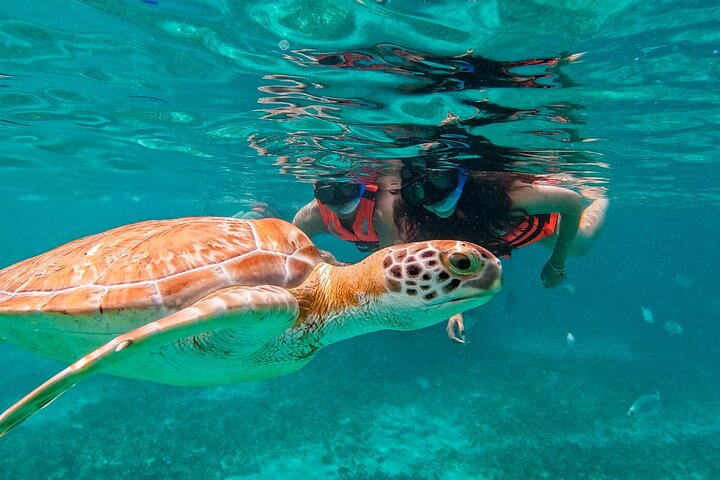 2h de snorkeling à Tulum : tortues, raies et ruines vues de la mer | wizardtrip