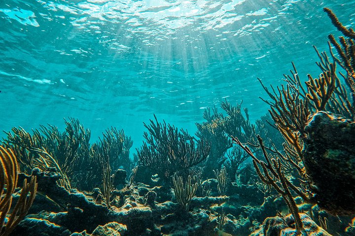Snorkeling adventure in Tulum, Mexico, featuring sea turtles, coral reefs, and Mayan ruins, photo 9 | wizardtrip